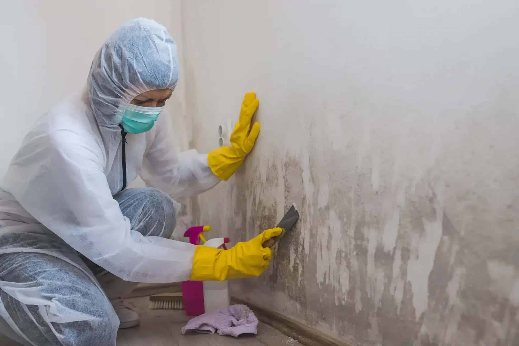 Mold Removal Company In Stockton Mold Removal Company In Stockton